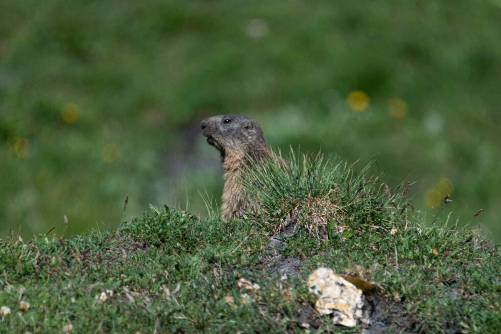 Marmotte