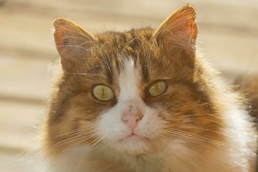 Fluffy le chat sauvage