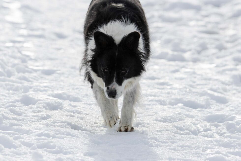 IZZY un border colis