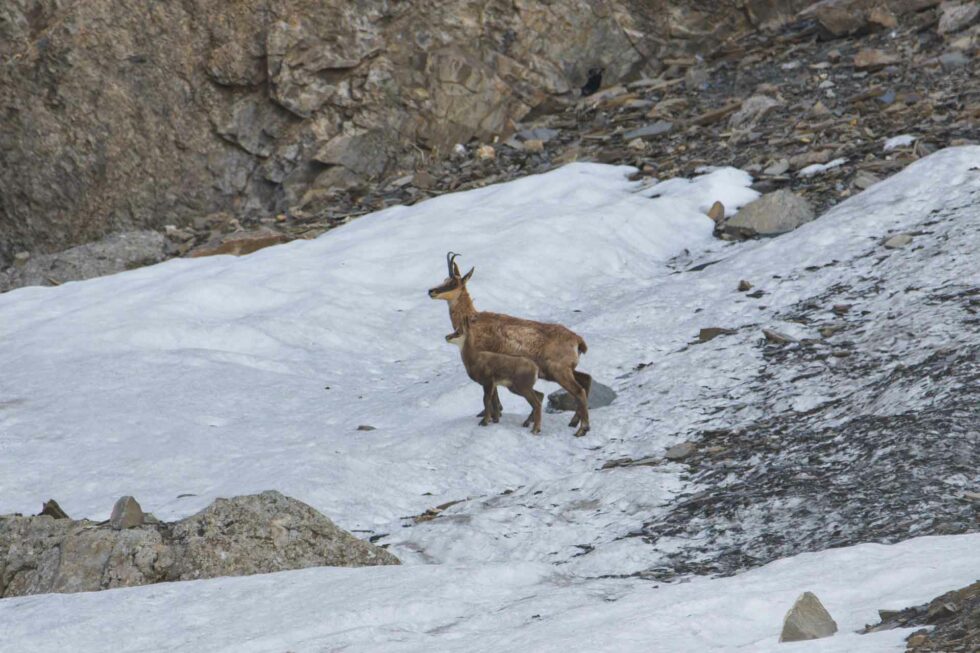 Chamois