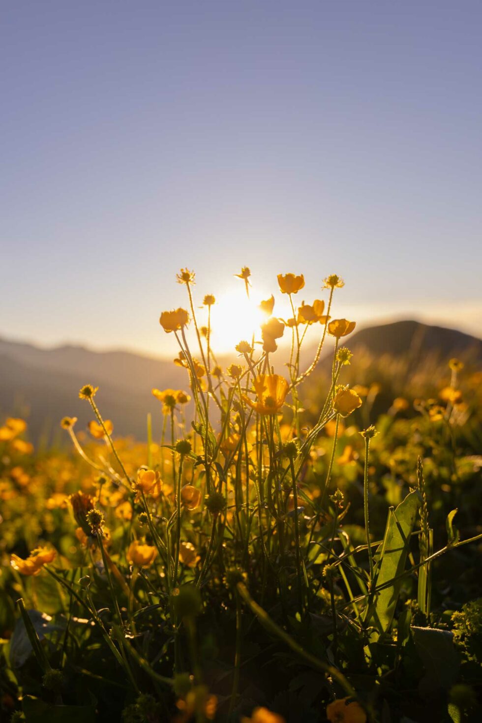 Fleurs des Alpes